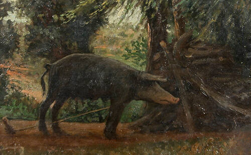 Long-nosed Tuscan Sow