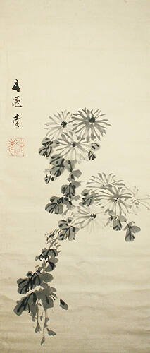 Chrysanthemum (Kiku)