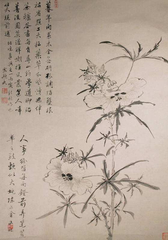 Chinese Hibiscus